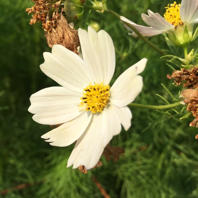 Cosmos Japanese Kiiro - Bio