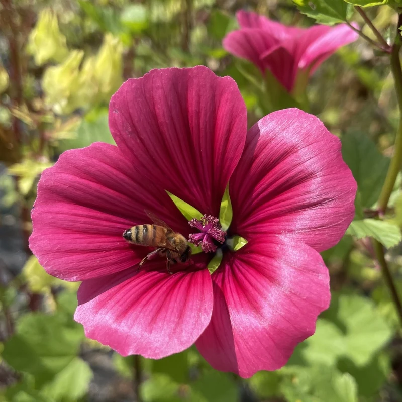 Boîte à semer - Mon jardin de fleurs
