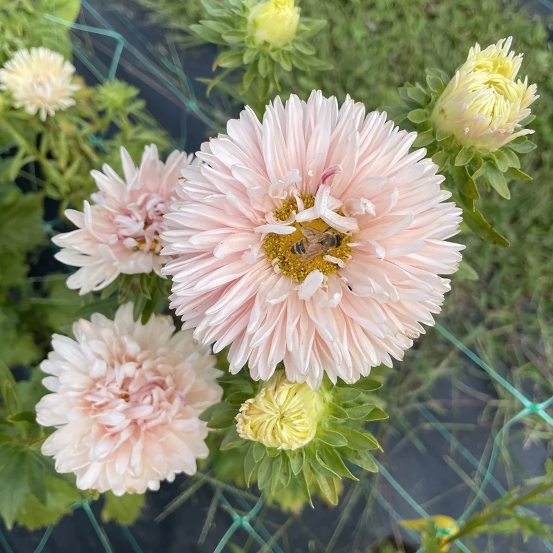 Reine-marguerite en mélange