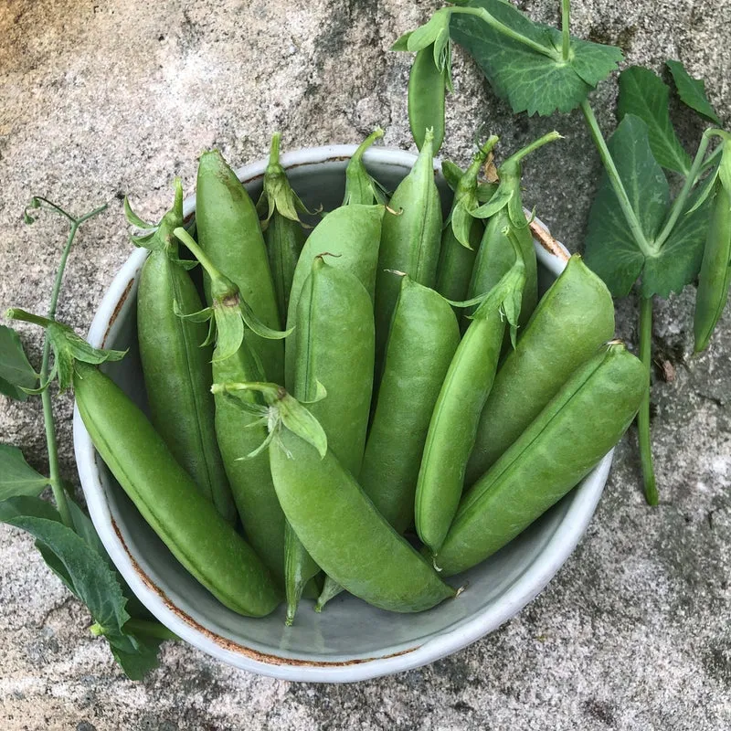Pois Sugar Snap - Bio