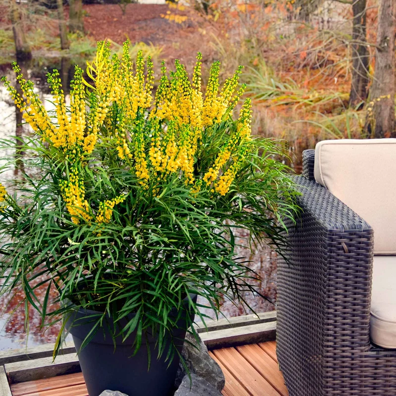 Mahonia Soft Caress