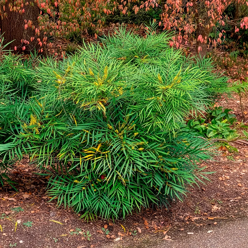 Mahonia Soft Caress