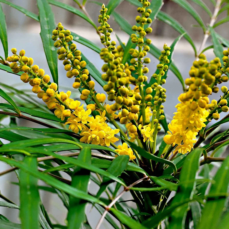 Mahonia Soft Caress