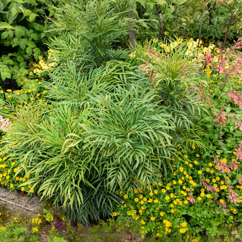 Mahonia Soft Caress
