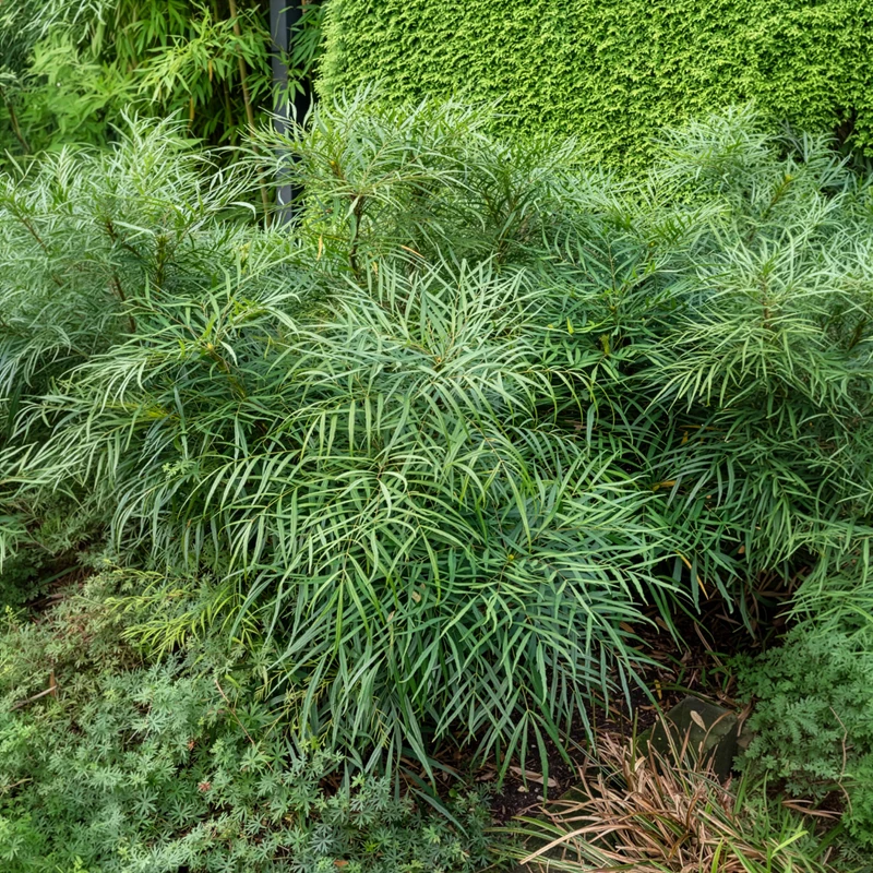 Mahonia Soft Caress