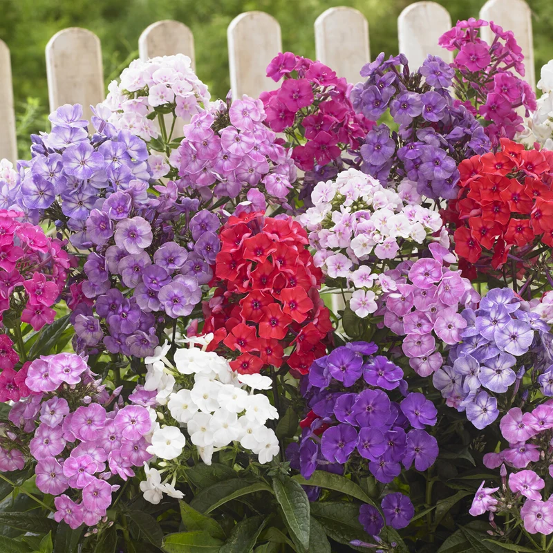 5 Phlox paniculé en mélange