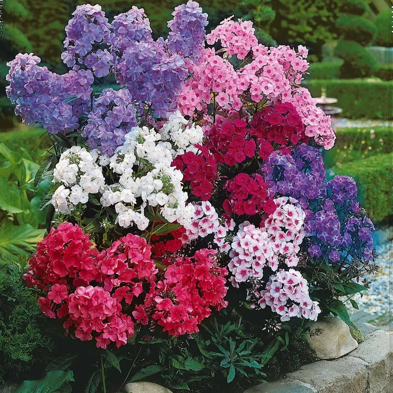 5 Phlox paniculé en mélange