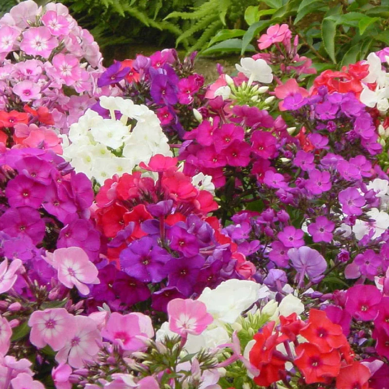 5 Phlox paniculé en mélange