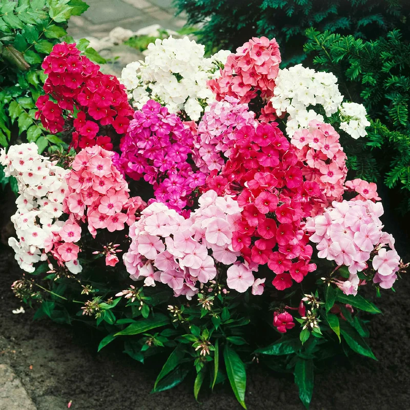 5 Phlox paniculé en mélange