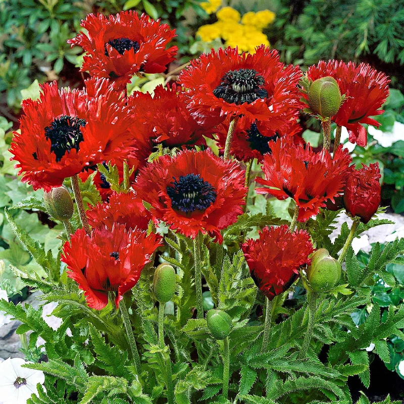 Pavot d'Orient Turkenlouis