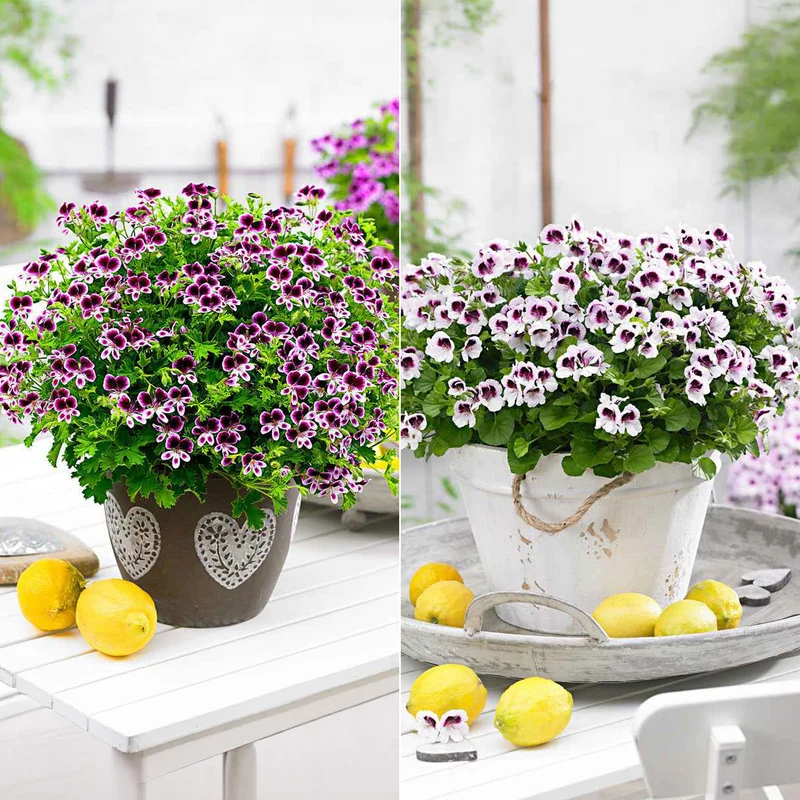 6 Pelargoniums odorants Mosquitaway Lizzy et Eva en mélange