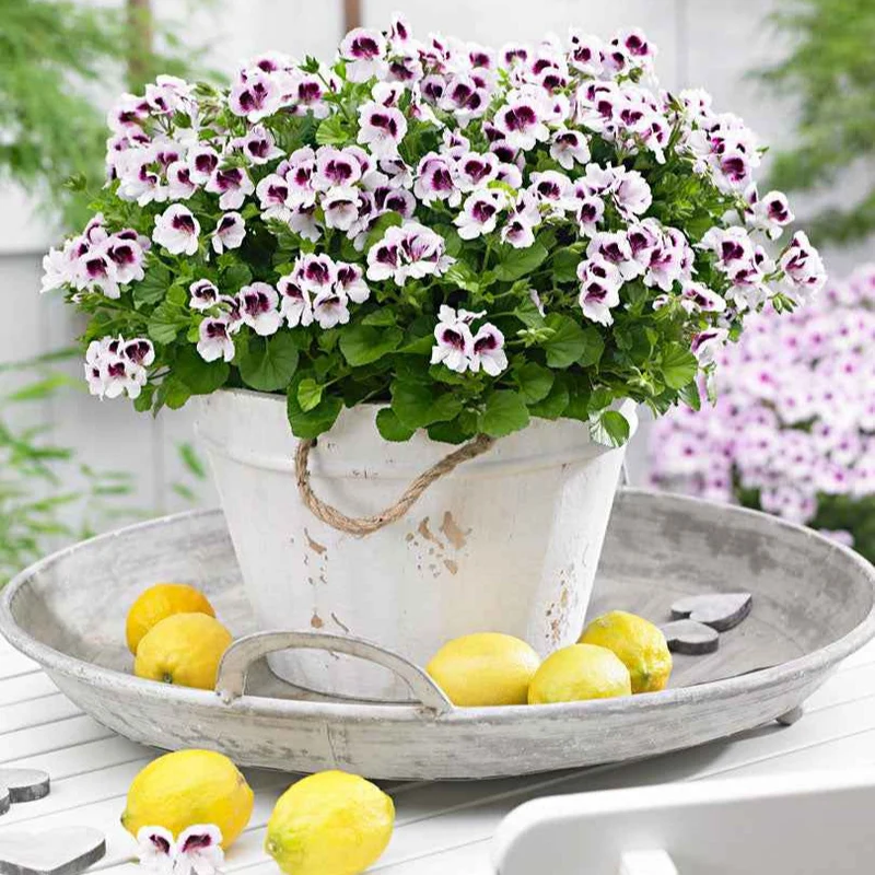 6 Pelargoniums odorants Mosquitaway Lizzy et Eva en mélange