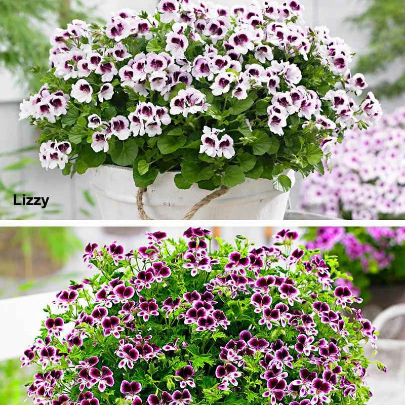 6 Pelargoniums odorants Mosquitaway Lizzy et Eva en mélange