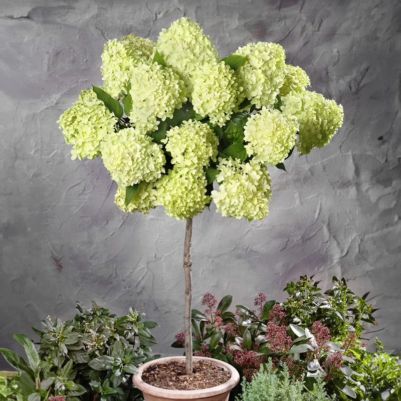 Hortensia paniculé Limelight ® sur tige