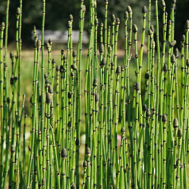 Prêle japonaise