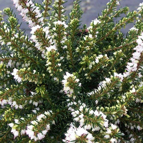 Bruyère d'hiver White Perfection