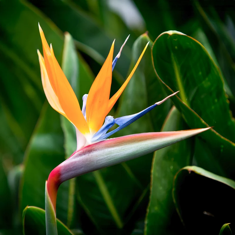 Oiseau du paradis nain