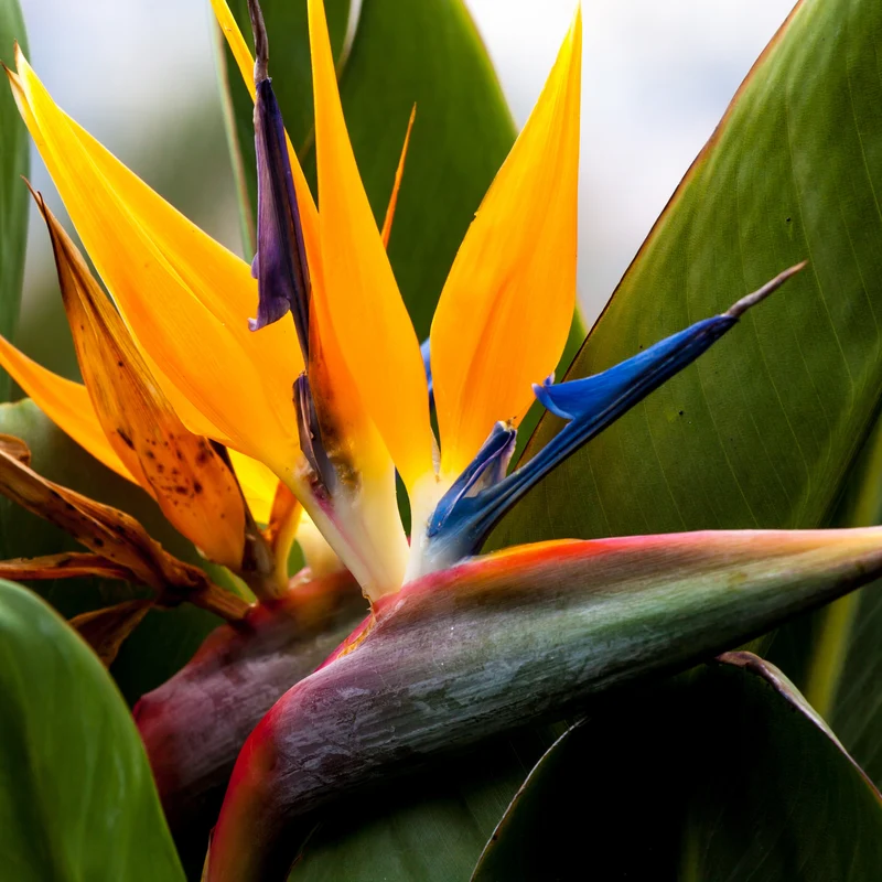 Oiseau du paradis nain