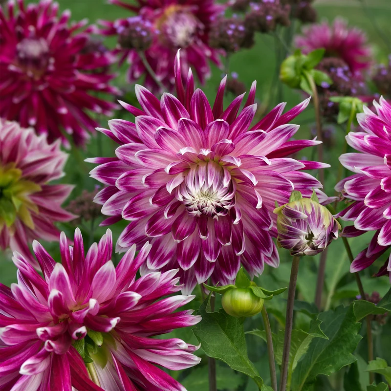 3 Dahlias à grandes fleurs Vancouver