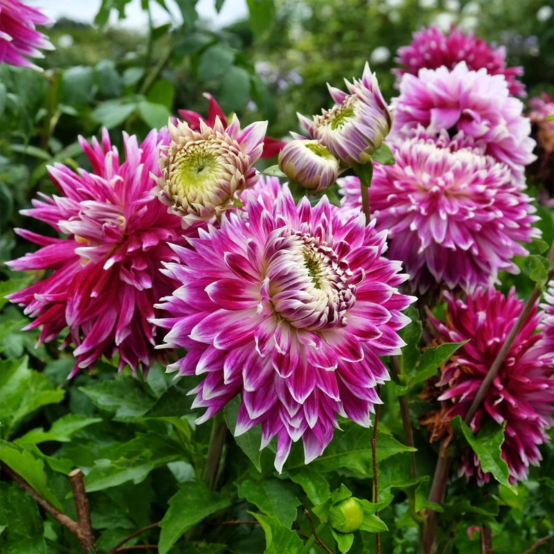 3 Dahlias à grandes fleurs Vancouver