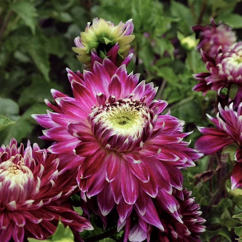 3 Dahlias à grandes fleurs Vancouver