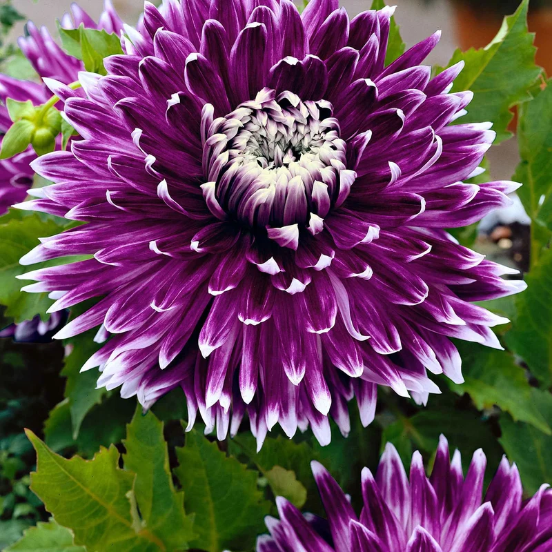 3 Dahlias à grandes fleurs Vancouver