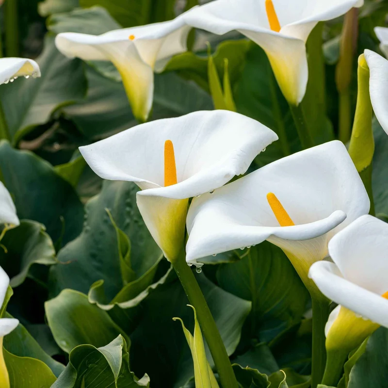 2 Arums blanc d'Ethiopie