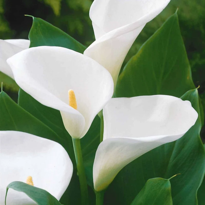2 Arums blanc d'Ethiopie