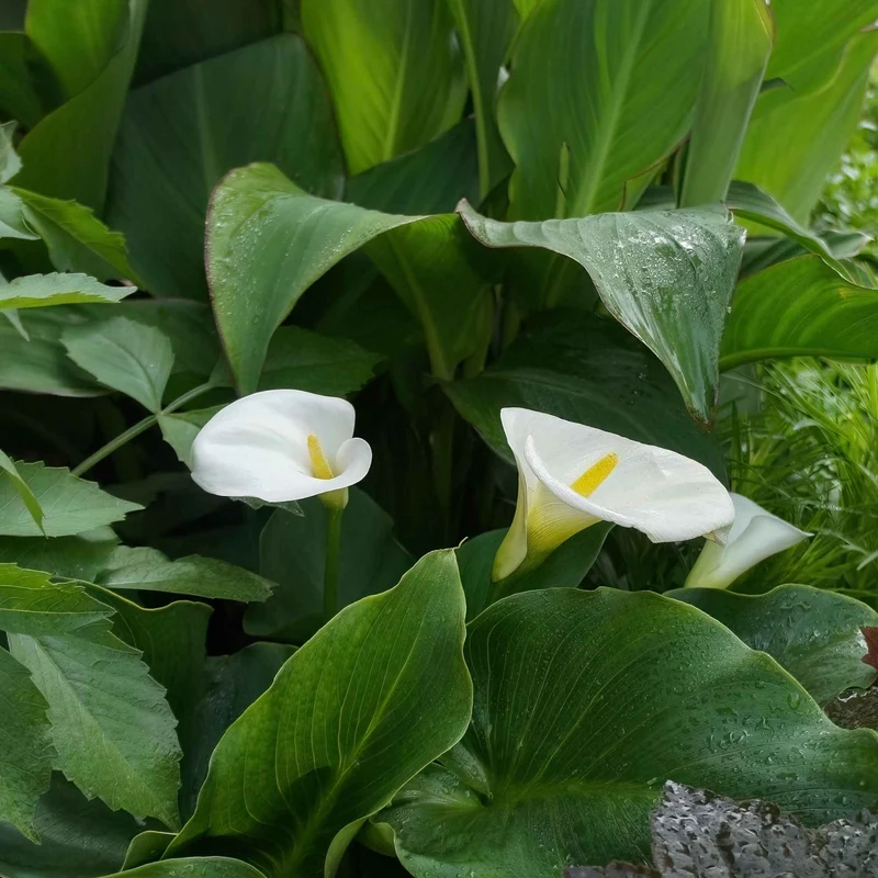 2 Arums blanc d'Ethiopie