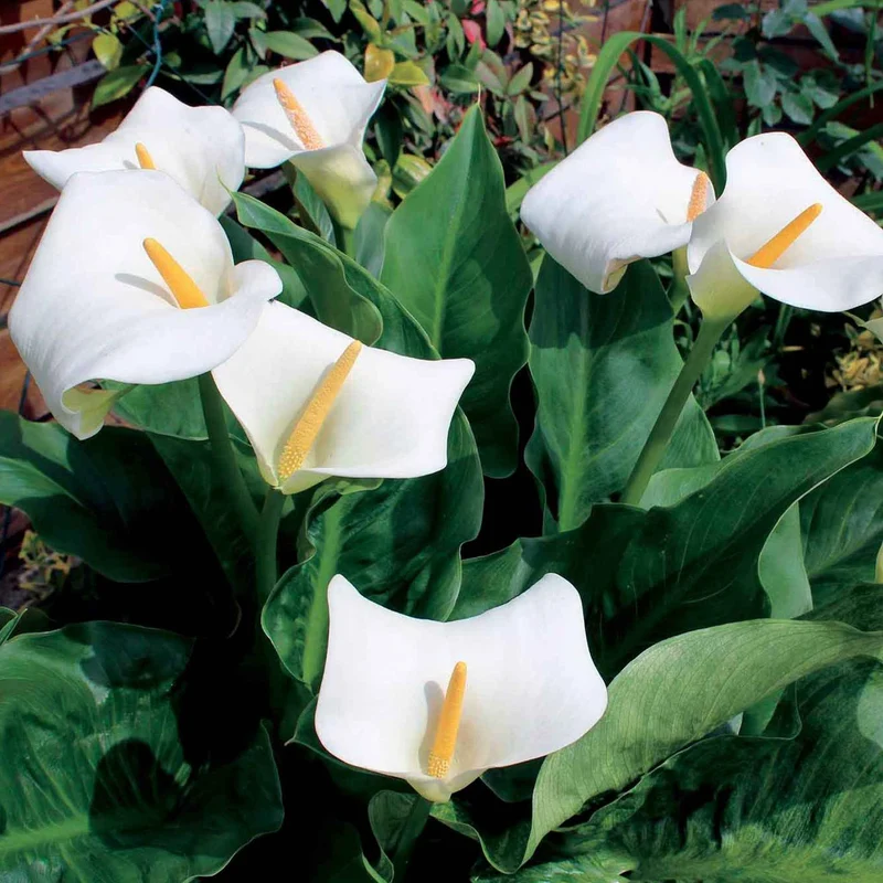 2 Arums blanc d'Ethiopie