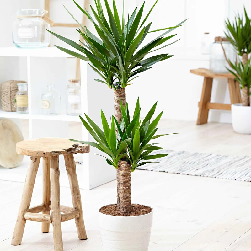 Yucca elephantipes