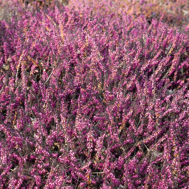 Bruyère d'hiver Kramer's Rote