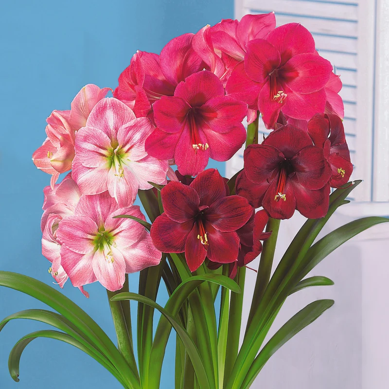 3 Amaryllis en mélange