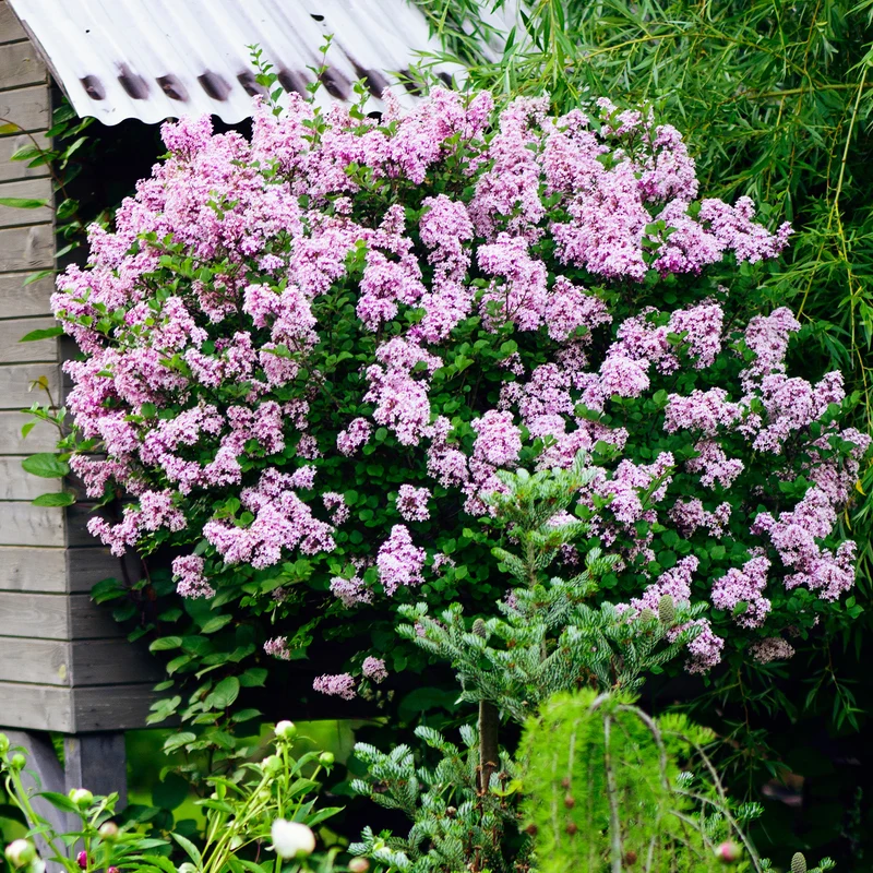 Lilas Palibin sur tige
