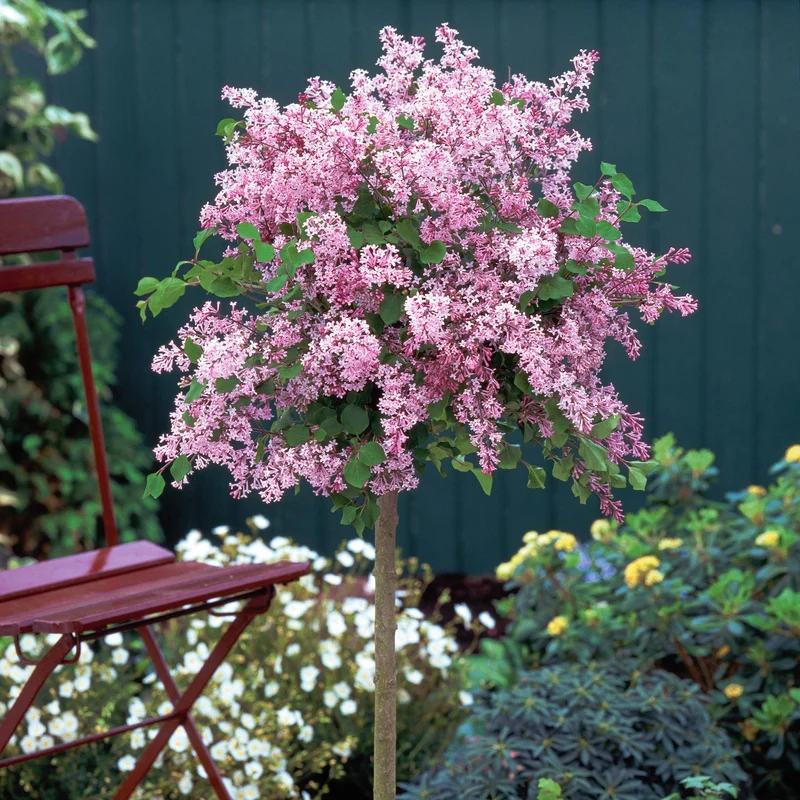 Lilas Palibin sur tige