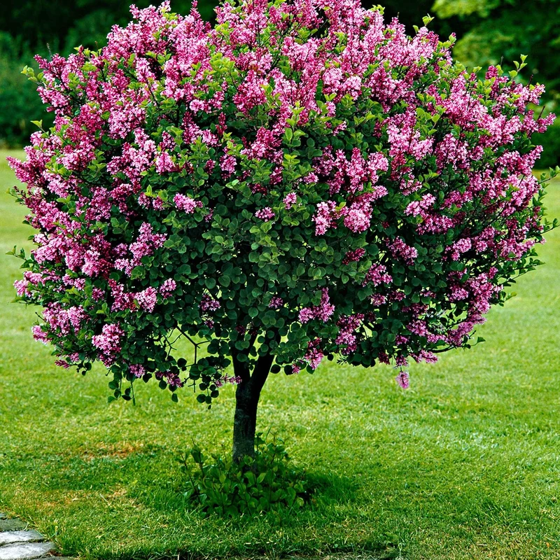Lilas Palibin sur tige