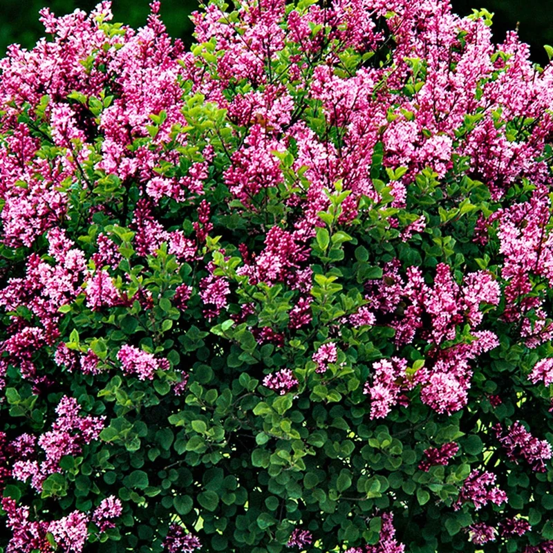 Lilas Palibin sur tige