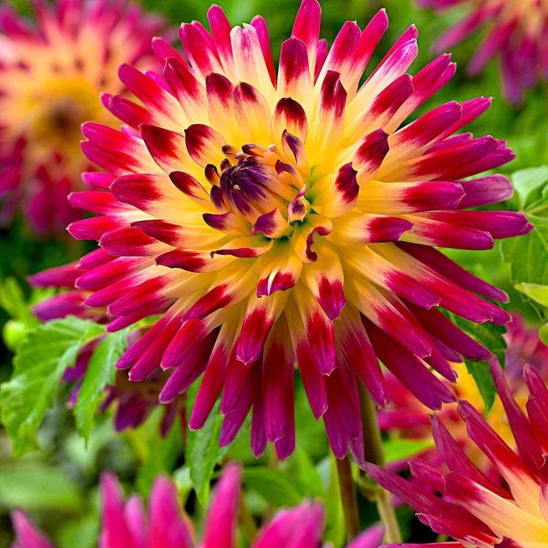 3 Dahlias cactus Tahiti Sunrise