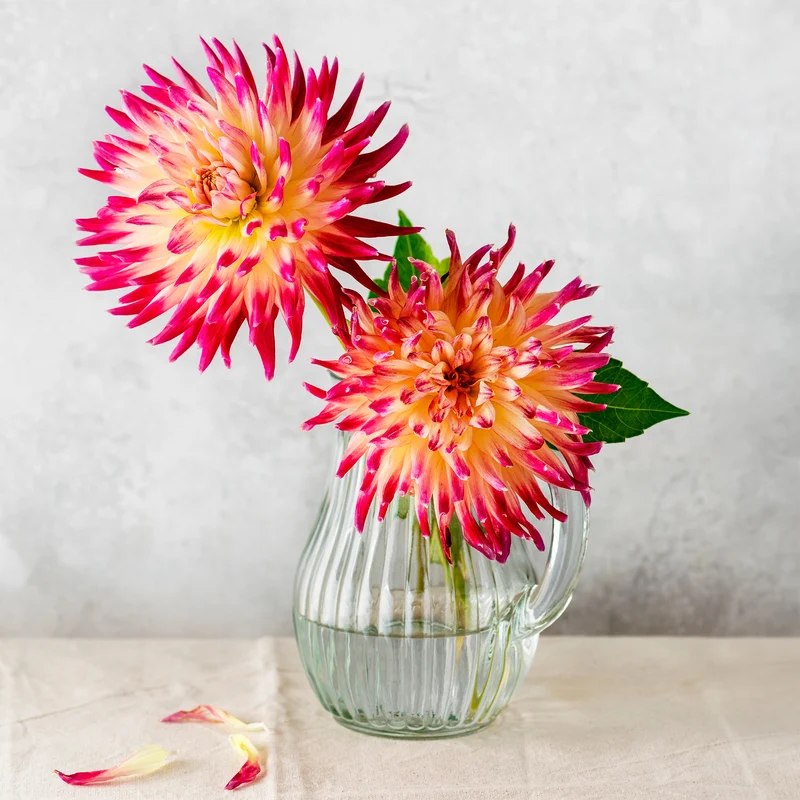 3 Dahlias cactus Tahiti Sunrise