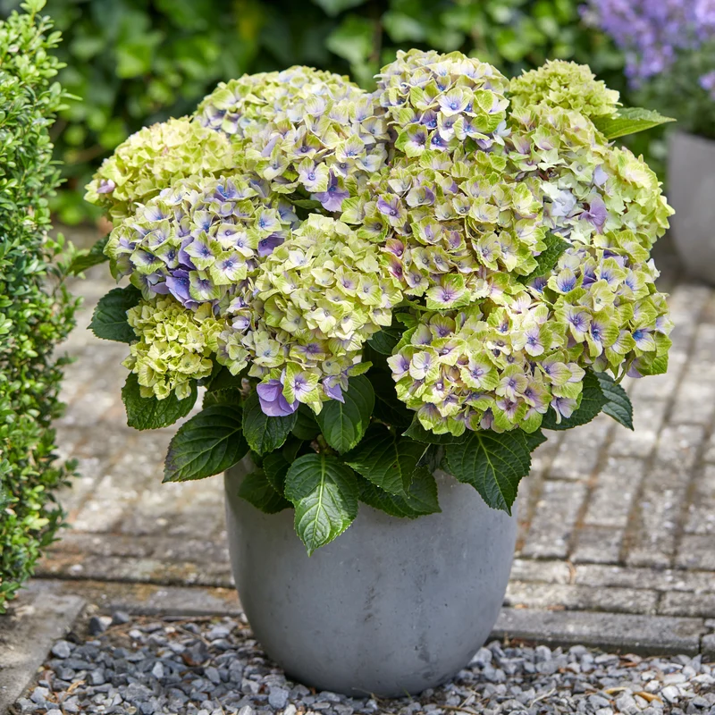 Hortensia Jewel