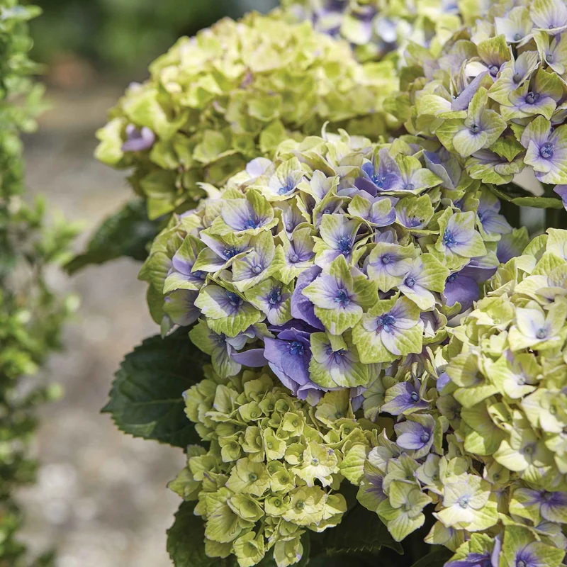Hortensia Jewel