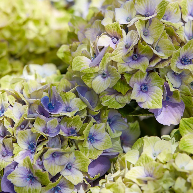 Hortensia Jewel