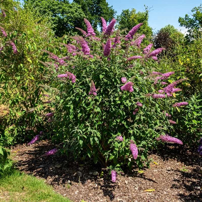 Arbre à papillons Pink Delight