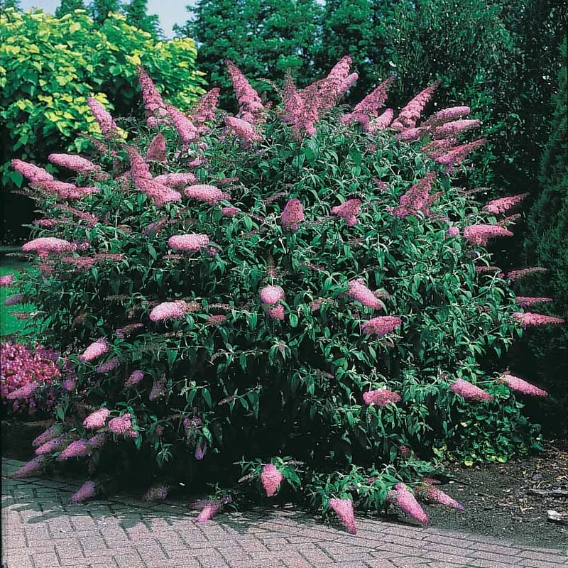 Arbre à papillons Pink Delight