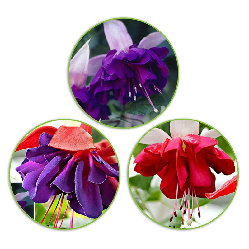 3 Fuchsias en mélange (Seventh Heaven, Voodoo, Royal Mosaic)