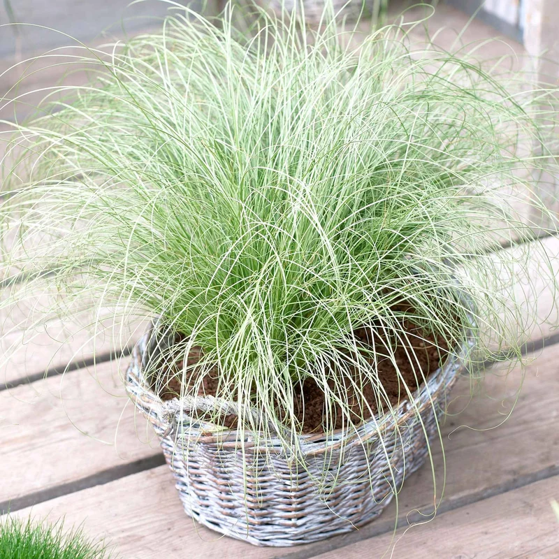 Laîche Frosted Curls - Carex