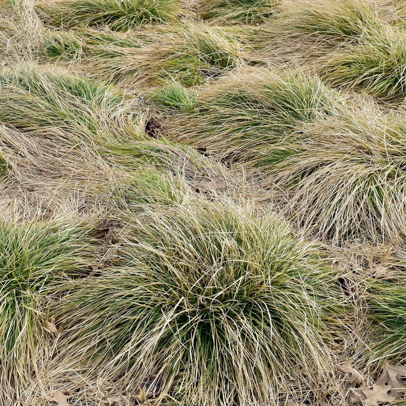 Laîche Frosted Curls - Carex