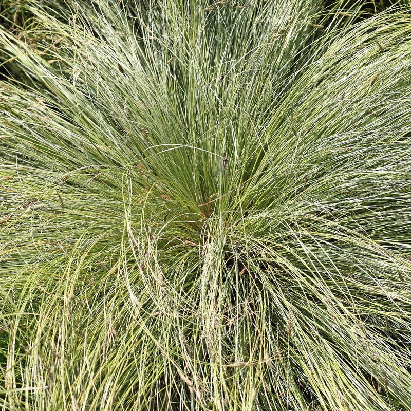 Laîche Frosted Curls - Carex