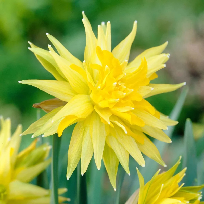5 Mini-narcisses Rip van Winkle