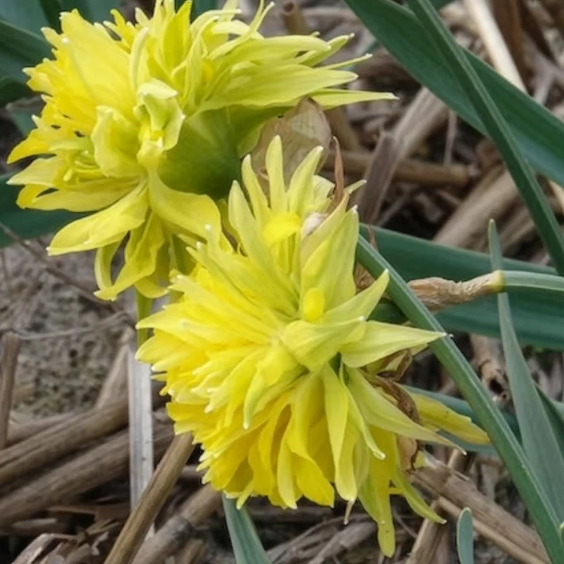 5 Mini-narcisses Rip van Winkle